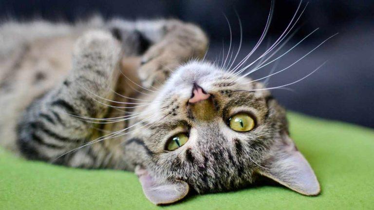 Gatti e felicità, il legame inatteso in 93 Paesi